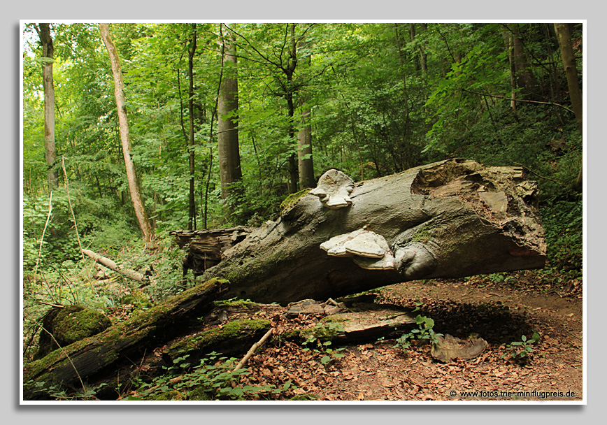 Wanderpfad durch die "Kleine Schweiz" bei Steinheim/Sauer