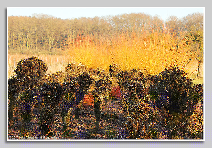 Weidenstöcke beim Heintzhof