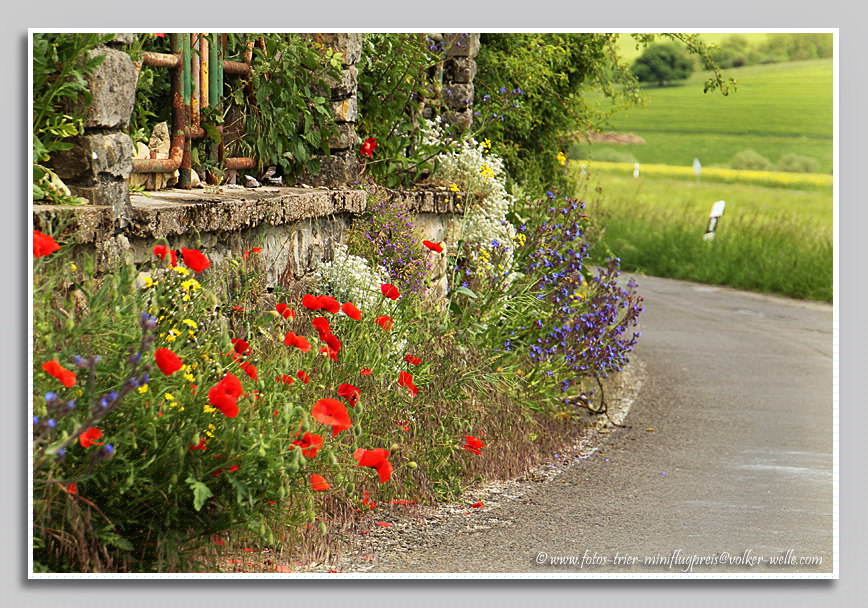 Kemperborn - Blütenpracht am Straßenrand