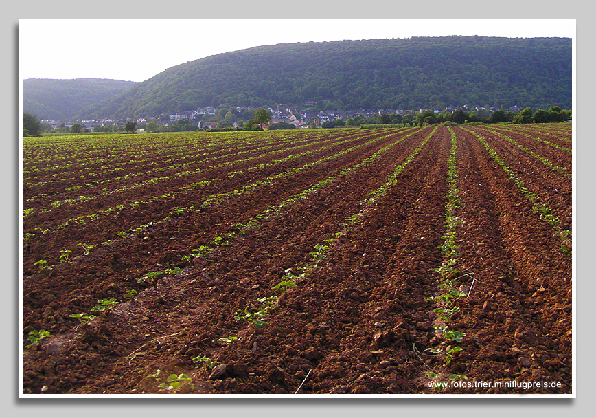 Erdbeeren soweit das Auge reicht - neu angelegtes Erdbeerland bei Trier-Zewen